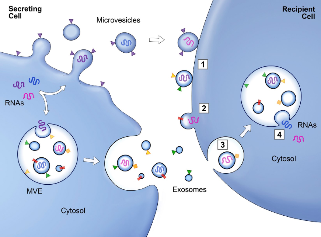 Bảng phân biệt Tế bào gốc Liposome và Exosome.